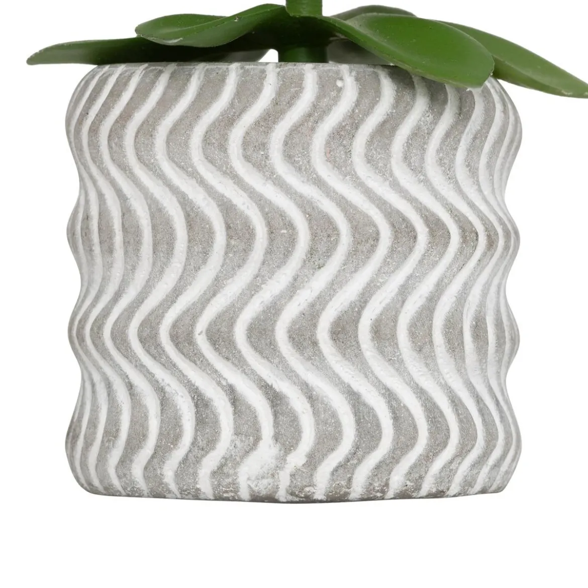 MINI PLANTE GRASSE POT CIMENT UBI H.7CM