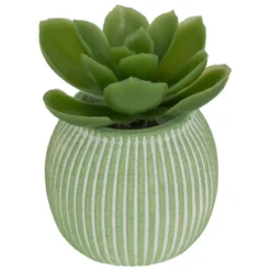 MINI PLANTE GRASSE POT CIMENT UBI H.7CM