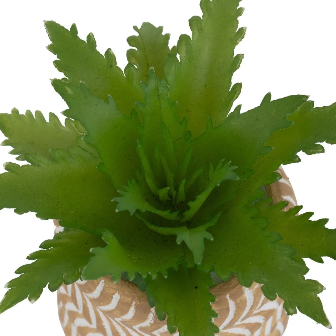 MINI PLANTE GRASSE POT CIMENT UBI H.7CM
