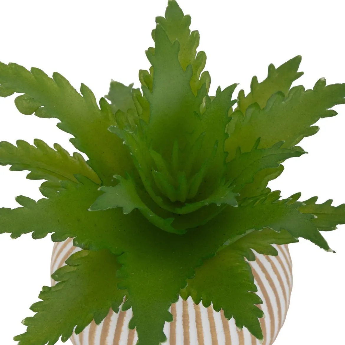 MINI PLANTE GRASSE POT CIMENT UBI H.7CM