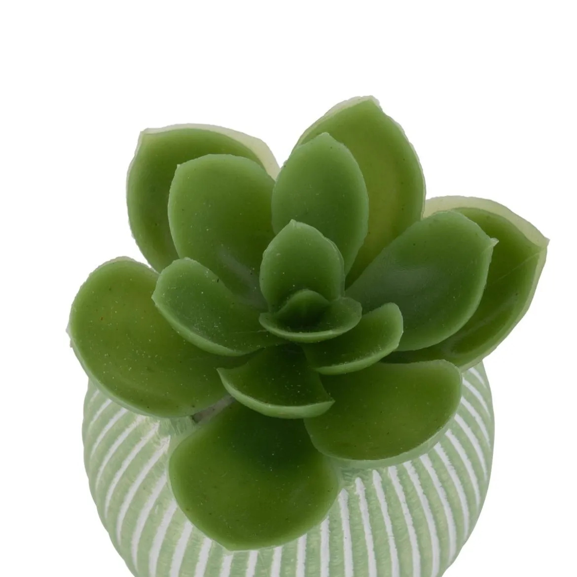 MINI PLANTE GRASSE POT CIMENT UBI H.7CM