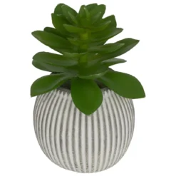 MINI PLANTE GRASSE POT CIMENT UBI H.7CM