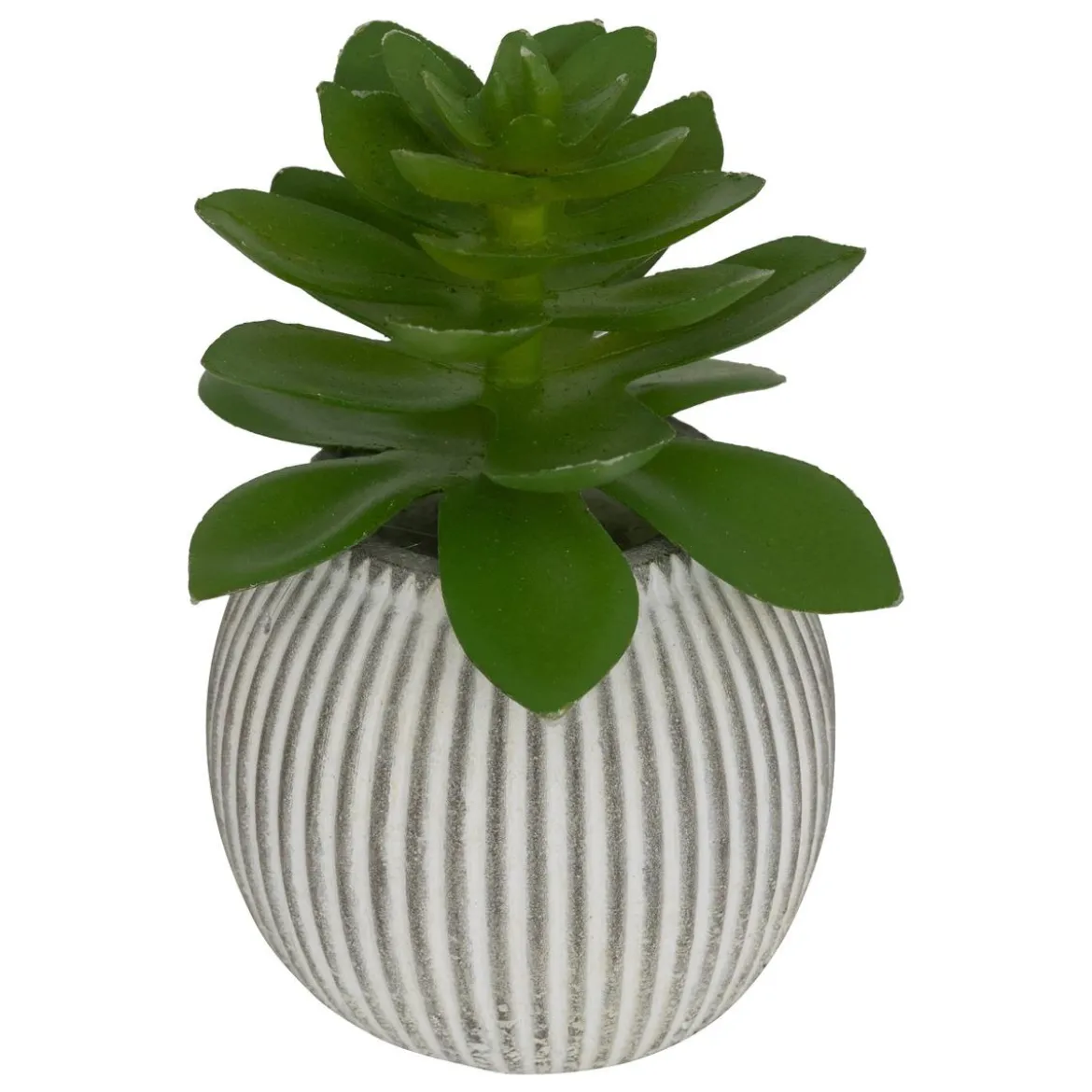 MINI PLANTE GRASSE POT CIMENT UBI H.7CM