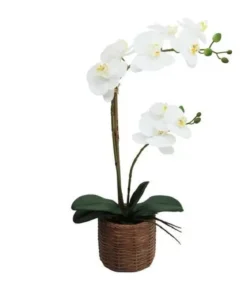 ORCHIDEES X2 EN POT CIMENT EFFET CANNAGE H.56CM