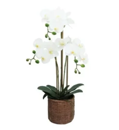 ORCHIDEES X3 EN POT CIMENT EFFET CANNAGE H.63CM