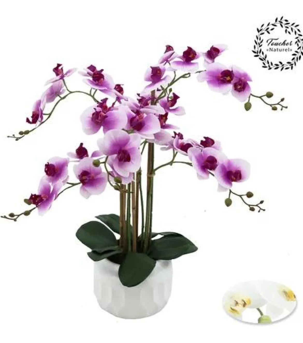 ORCHIDEES X6 TOUCHER NATUREL COUPE CERAMIQUE BLANC H.55CM