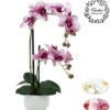ORCHIDEES X2 TOUCHER NATUREL POT CERAMIQUE BLANC H.51CM