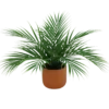 PALMIER ARECA 12 PALMES POT TERRACOTTA H.40CM