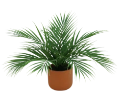 PALMIER ARECA 12 PALMES POT TERRACOTTA H.40CM