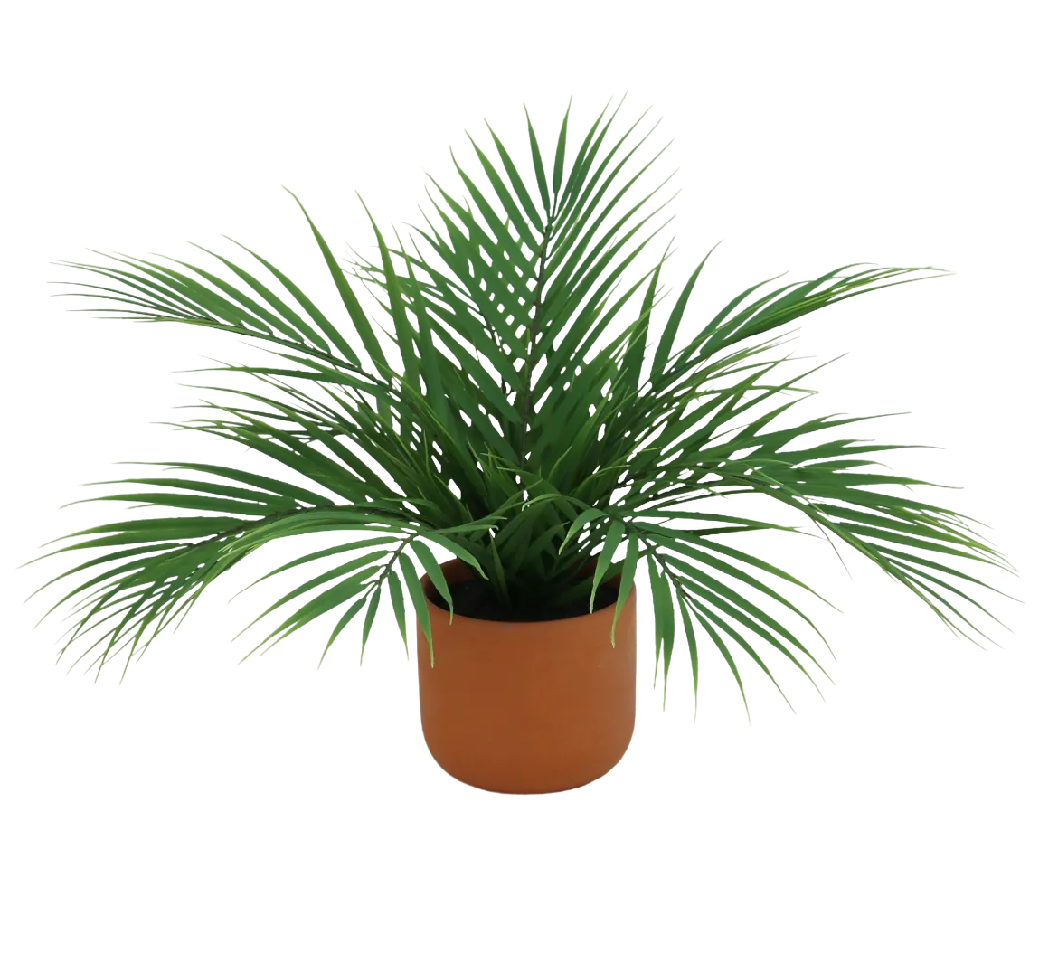 PALMIER ARECA 12 PALMES POT TERRACOTTA H.40CM