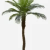 PALMIER 18 PALMES TOUCHER NATUREL POT PLASTIQUE NOIR H.240CM