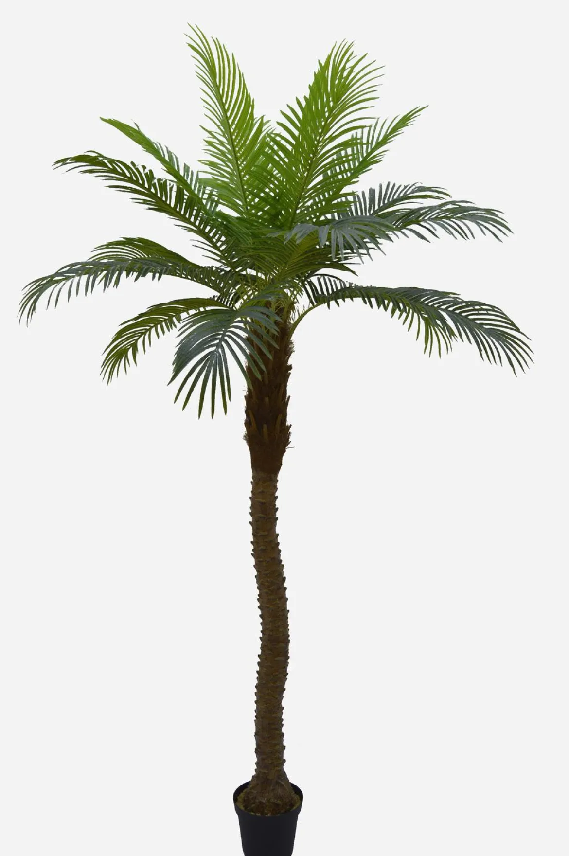 PALMIER 18 PALMES TOUCHER NATUREL POT PLASTIQUE NOIR H.240CM
