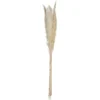 PAMPA NATUREL X6 PIECES H.65CM