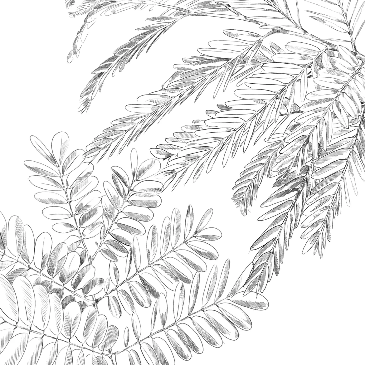 PARURE IMPRIMEE MONSTERA 240X220CM