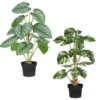 PHILODENDRON POT PLASTIQUE NOIR H.62CM VERT