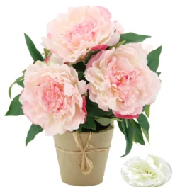 PIVOINES EN POT KRAFT H37CM ROSE ET BLANC