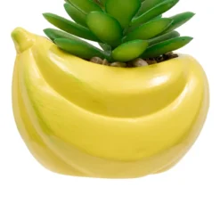 PLANTE FRUITY H.11CM