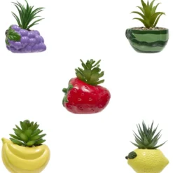 PLANTE FRUITY H.11CM