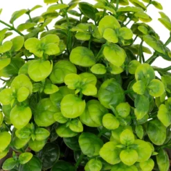 PLANTE GRASSE POT CIMENT DUSTY H.22CM