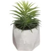 PLANTE GRASSE POT CIMENT MASA H.14CM