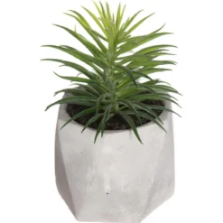 PLANTE GRASSE POT CIMENT MASA H.14CM