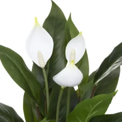 PLANTE LYS DE LA PAIX POT CIMENT H.54CM