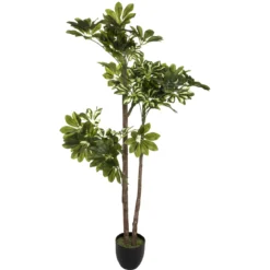 PLANTE SCHEFFLERA H.130CM