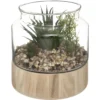 PLANTE TERRARIUM BOIS KEJO H.18CM