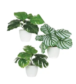 PLANTE VERTE POT PLASTIQUE BLANC D.10X9CM 3 MODELES