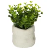 PLANTE VERTE SAC CIMENT VENT H.14CM