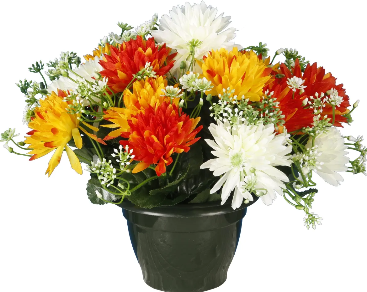 POT CHRYSANTHEMES POMPONETTES