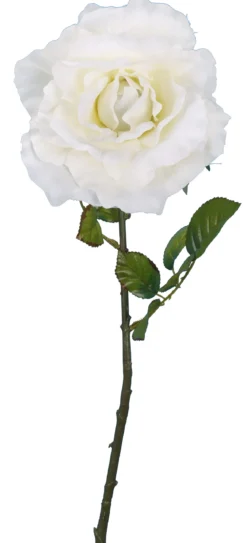 ROSE CREME H.102CM