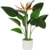 STRELITZIA OISEAU PARADIS POT NOIR H.60CM