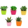 SUCCULENTE POT PLASTIQUE COULEUR H8CM