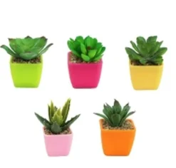 SUCCULENTE POT PLASTIQUE COULEUR H8CM