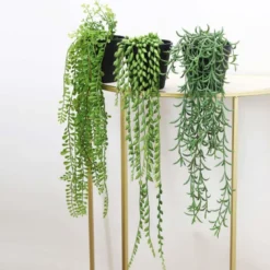 SUCCULENTE RETOMBANTE POT PLASTIQUE NOIR H40 60CM