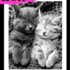 TABLEAU BAGUETTE NOIR CHATON 25X30CM