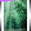 TABLEAU 20 CM X 25 CM BAGUETTE NOIR MAT  JUNGLE