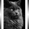 TABLEAU 20X30CM BAGUETTE NOIR CHAT