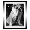 TABLEAU 25X30CM BAGUETTE NOIRE BULLDOG