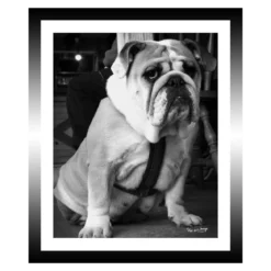 TABLEAU 25X30CM BAGUETTE NOIRE BULLDOG