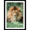 TABLEAU 25X35CM BAGUETTE NOIRE MAT LION