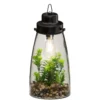 TERRARIUM AMPOULE PLANTE H.31CM