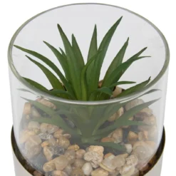 TERRARIUM PLANTE SKY H.8.5CM