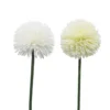 TIGE ALLIUM H.62CM BLANC OU CREME