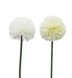 TIGE ALLIUM H.62CM BLANC OU CREME