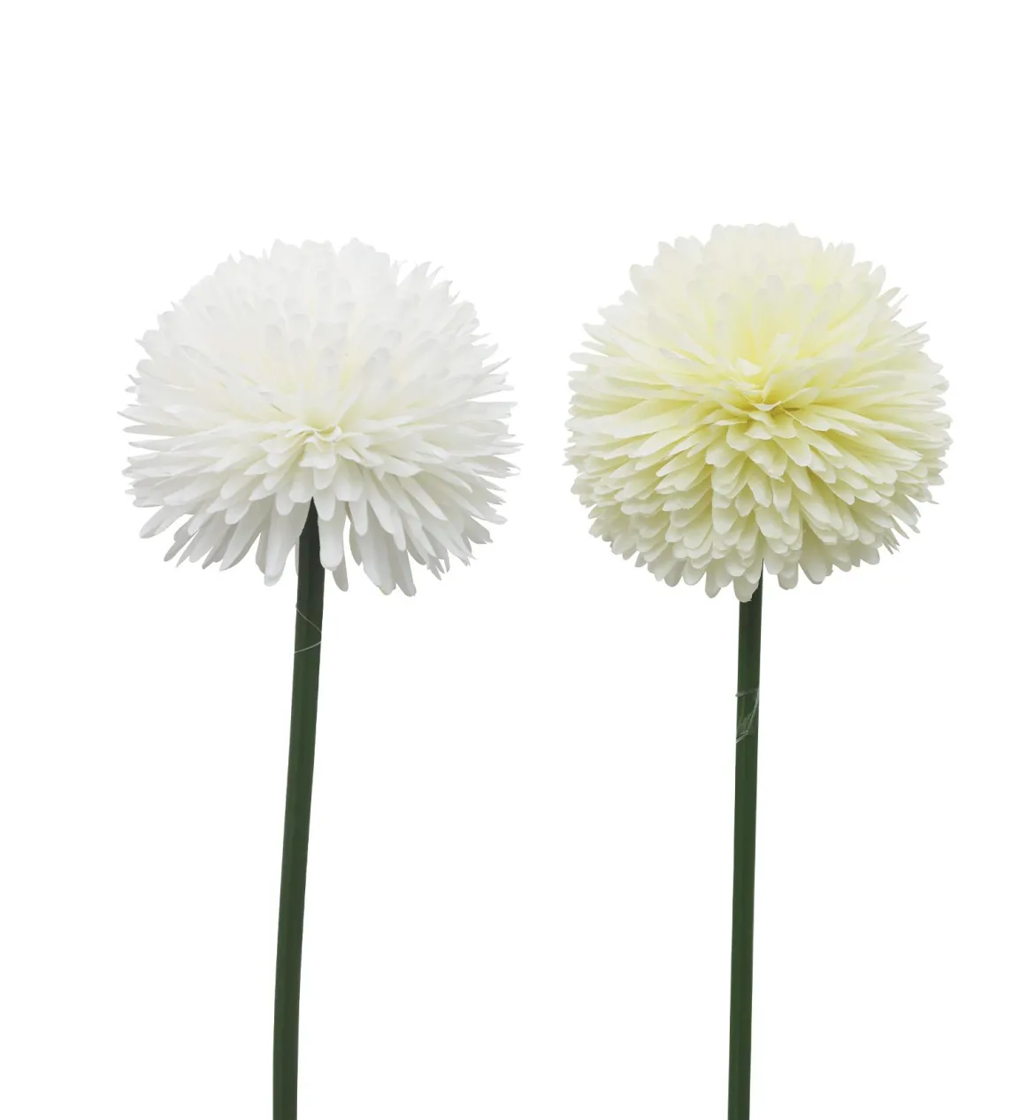 TIGE ALLIUM H.62CM BLANC OU CREME