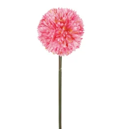 TIGE ALLIUM H63CM ROSE