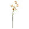 TIGE COREOPSIS PHOEBE H.88CM