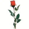 TIGE DE BOUTON DE ROSE GOUTTE D EAU H.77CM ROUGE